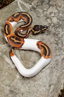 Rock Prints: Piebald Ball Python on Rock