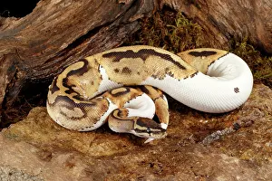Rock Prints: Piebald Ball Python on Rock