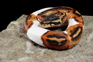 Rock Prints: Piebald Ball Python on Rock