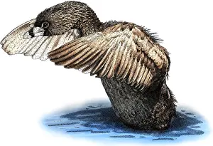Witch Prints: Pied billed grebe