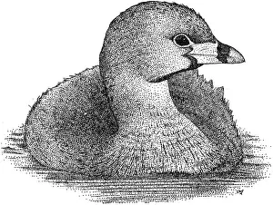 Fowl Prints: Pied Billed Grebe