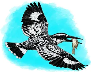 Kingfisher Prints: Pied kingfisher