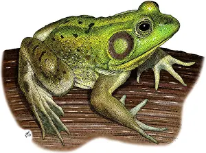 Pigs Prints: Pig Frog