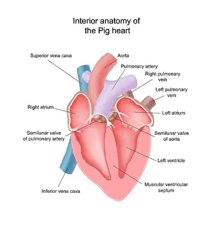 Diagram Prints: Pig Heart, Interior Anatomy