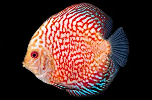 Fish Prints: Pigeon Blood Discus