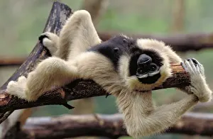 White Prints: Pileated Gibbon