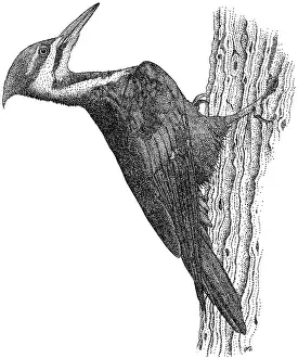 Woodpecker Prints: Pileated Woodpecker
