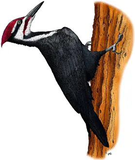 Woodpecker Prints: Pileated Woodpecker