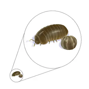 Compare Prints: Pillbug (Armadillidium vulgare)