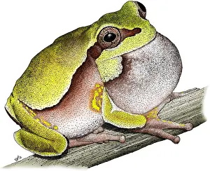 Pine Prints: Pine Barrens Treefrog