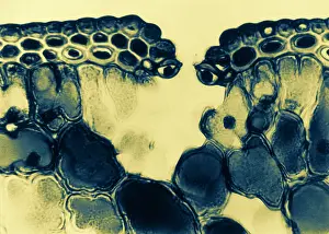 Opening Prints: Pine Leaf Cuticle and Epidermal Cells, light micrograph