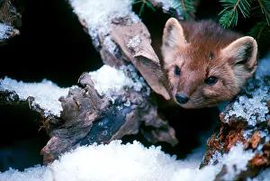 Winter Prints: Pine Marten