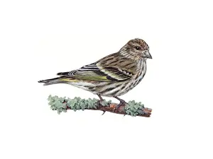 Pine Prints: Pine Siskin (Carduelis pinus)
