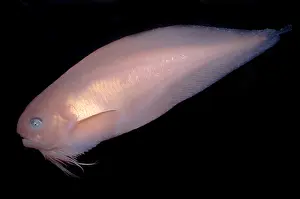 October Prints: Pink-Bearded Snailfish