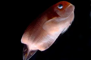 October Prints: Pink-Bearded Snailfish