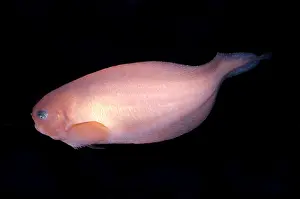 Bathypelagic Prints: Pink-Bearded Snailfish