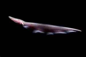 Knife Prints: Pink Dolphin Knifefish