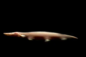 Knife Prints: Pink Dolphin Knifefish