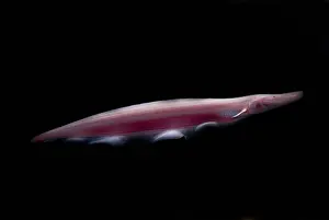 Fish Prints: Pink Dolphin Knifefish
