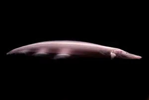 Knife Prints: Pink Dolphin Knifefish
