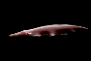 Freshwater Prints: Pink Dolphin Knifefish