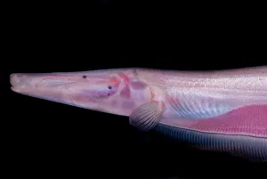Freshwater Prints: Pink Dolphin Knifefish
