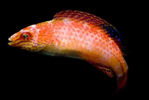 Orange Prints: Pink-Margin Wrasse