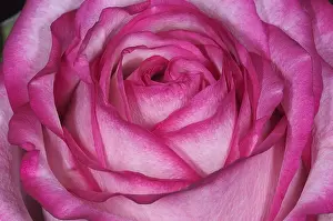 Petal Prints: Pink Rose