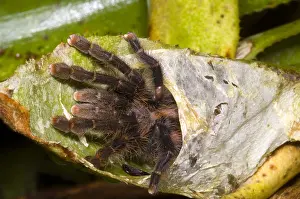 Arachnid Prints: Pink Toe Tarantulas