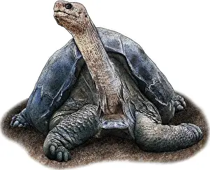 Tortoises Prints: Pinta Island Tortoise