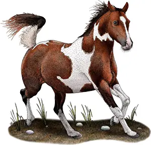 Horse Prints: Pinto Horse
