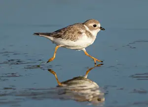 Reflecting Prints: Piping plover (Charadrius melodus) in winter plumage running along the ocean coast