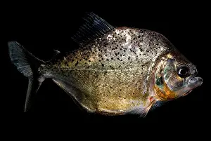 Dangerous Prints: Piranha
