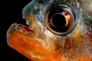 Dangerous Prints: Piranha