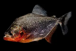 Dangerous Prints: Piranha