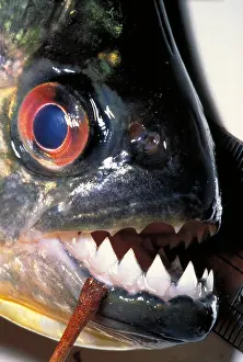 Predator Prints: Piranha