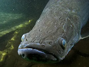 Commercial Prints: Pirarucu or Arapaima
