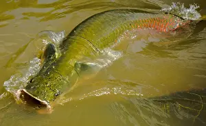 Commercial Prints: Pirarucu or Arapaima