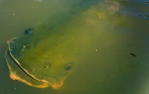 Commercial Prints: Pirarucu or Arapaima