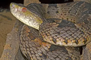 Hunter Prints: Pit Viper