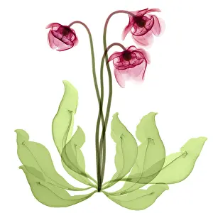 Flora Prints: Pitcher Plant Flowers, X-ray