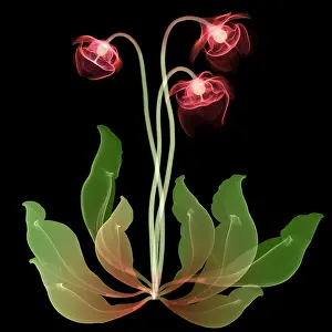 False Prints: Pitcher Plant Flowers, X-ray