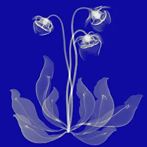 Nature Prints: Pitcher Plant Flowers, X-ray
