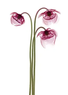 False Prints: Pitcher Plant Flowers, X-ray