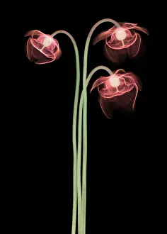 False Prints: Pitcher Plant Flowers, X-ray