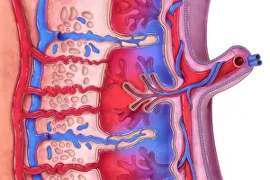Diagram Prints: Placenta and Umbilical Cord, illustration
