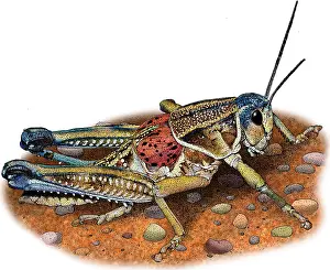 Agricultural Prints: Plains lubber grasshopper