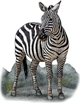 Plain Prints: Plains Zebra