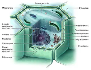 Nuclear Prints: Plant Cell, Illustration