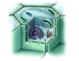 Nuclear Prints: Plant Cell, Illustration